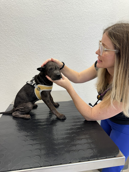 Pet Surgery Center of Fort Lauderdale