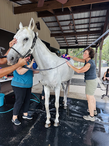 Angel's Animal Sanctuary