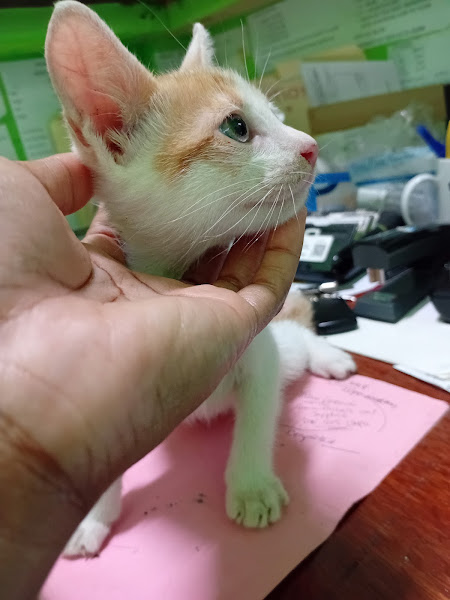 JSPCA Montego Bay - Veterinarian in W Green Ave