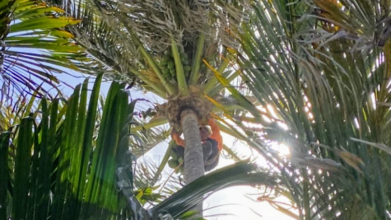 Treescape Hawaii - Landscaper in Ewa Beach