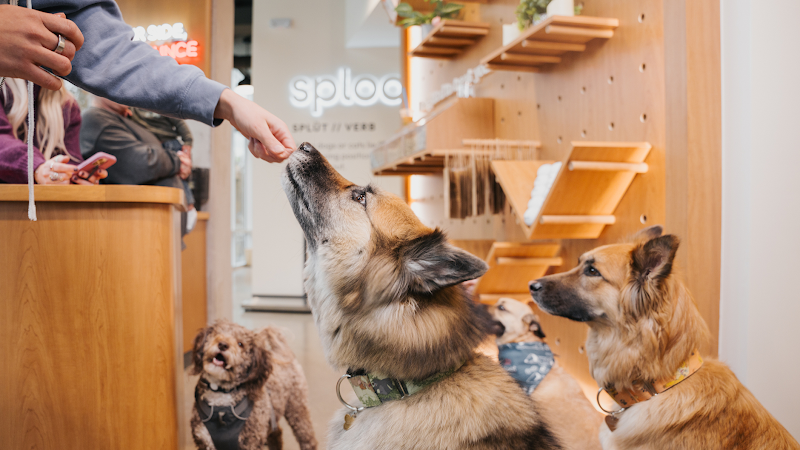 Sploot Veterinary Care - Logan Square - Veterinarian in Chicago