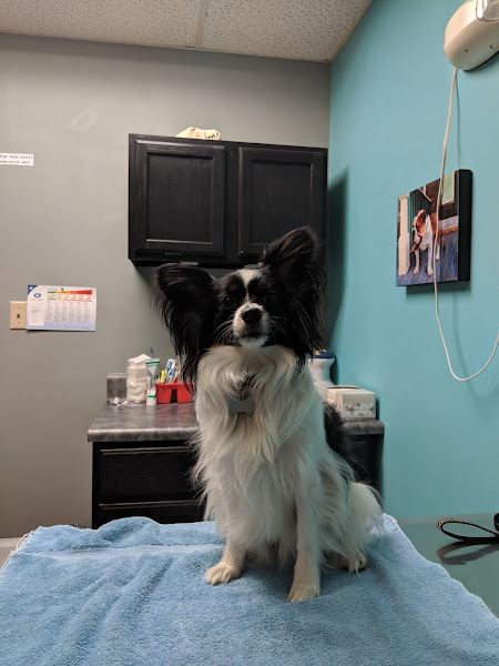 Lee Parkway Veterinary Clinic - Veterinarian in Chattanooga