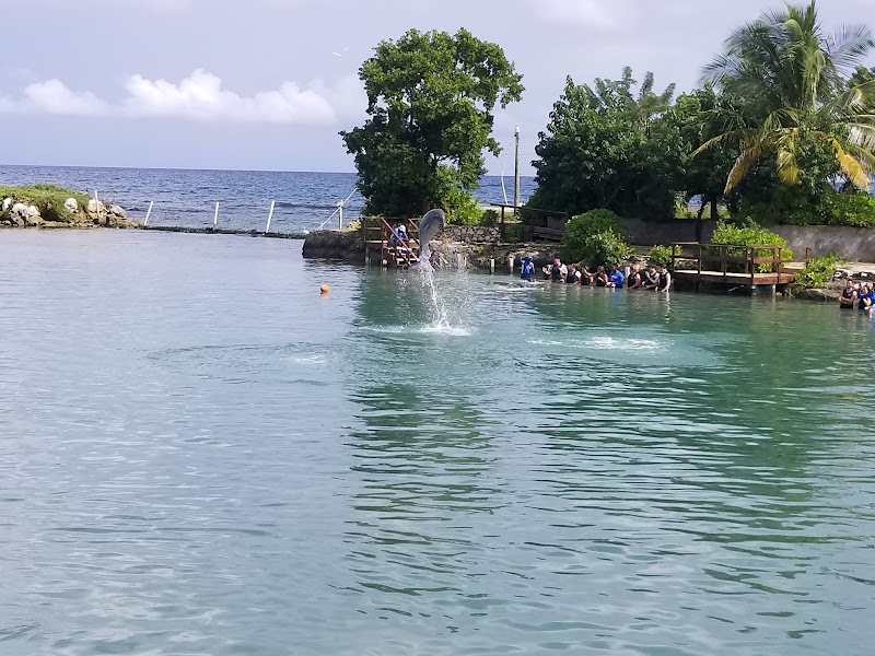Dolphin Cove Montego Bay