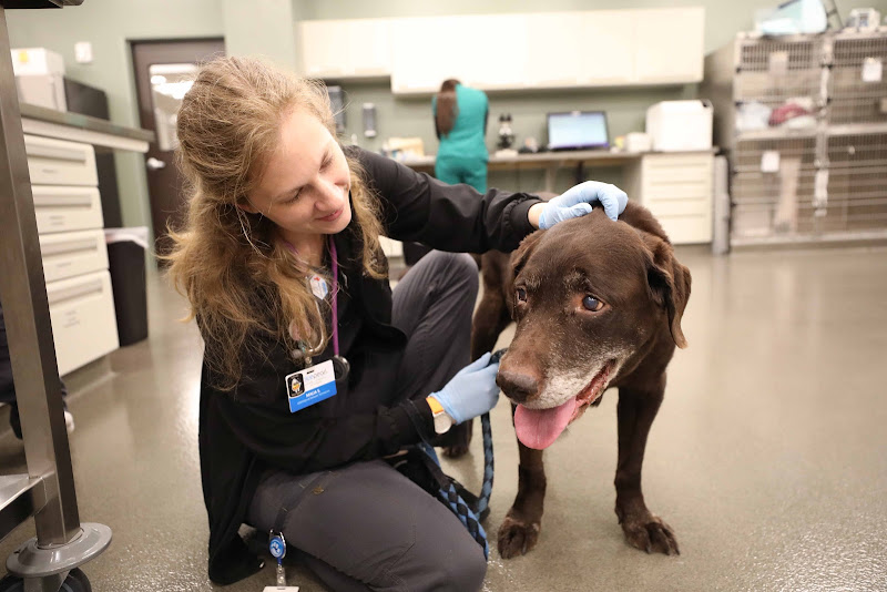 BluePearl Pet Hospital - Veterinarian in Clearwater
