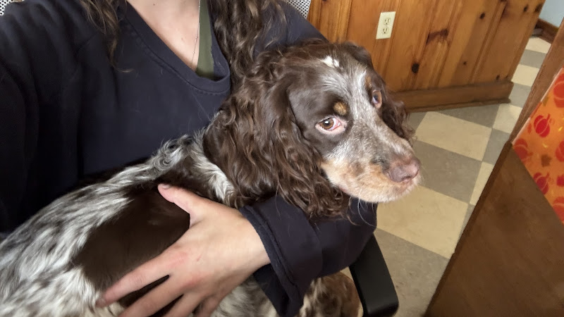 Anastasia Veterinary Practice