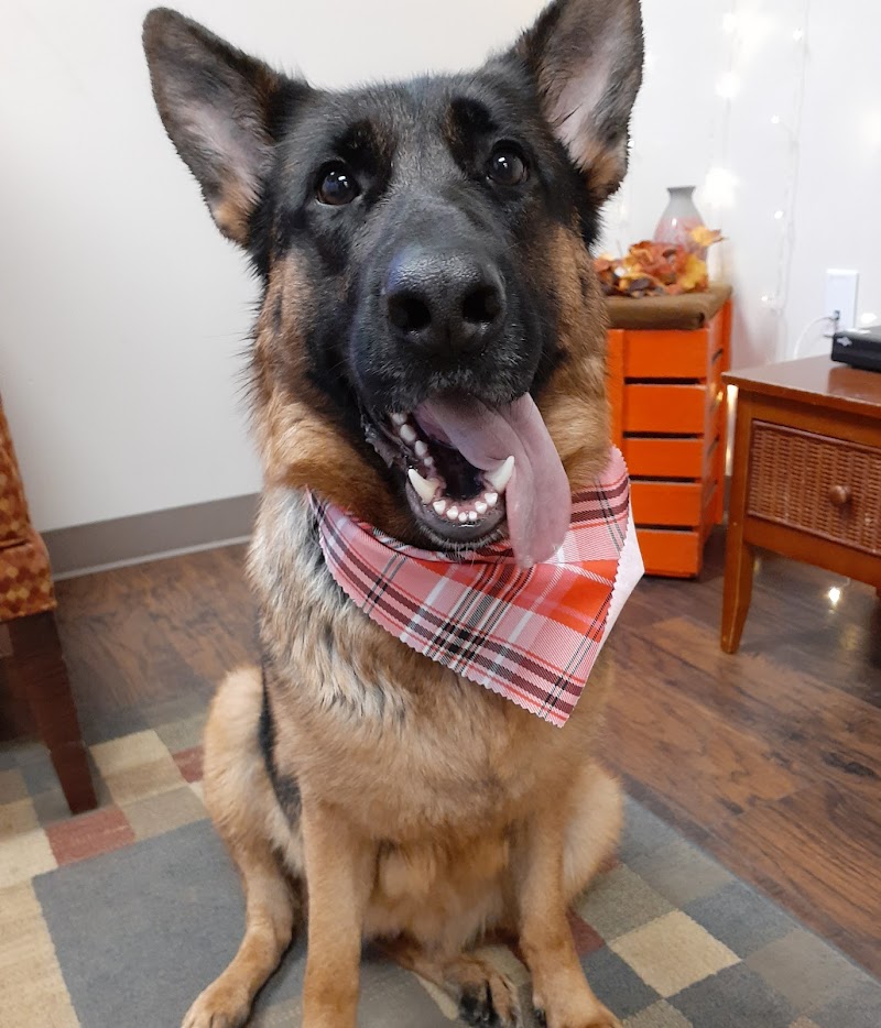 Elkhorn DOGS LLC Grooming & Boarding - Pet groomer in Elkhorn