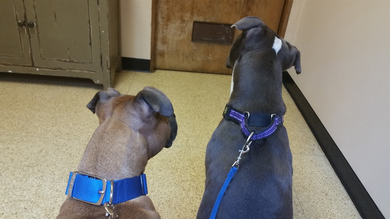 Canal Street Veterinary Hospital