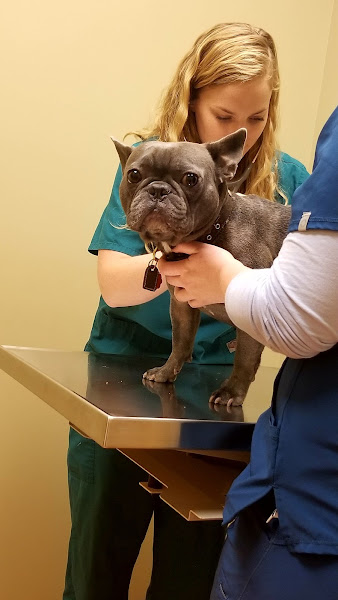 Wicker Park Veterinary Clinic - Veterinarian in Chicago