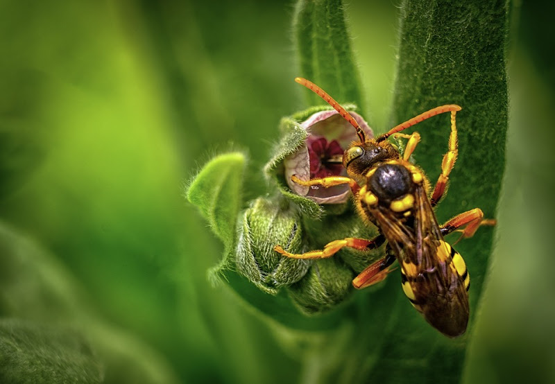 Cobys Tentless Termite and Pest Control - Pest control service in Clearwater
