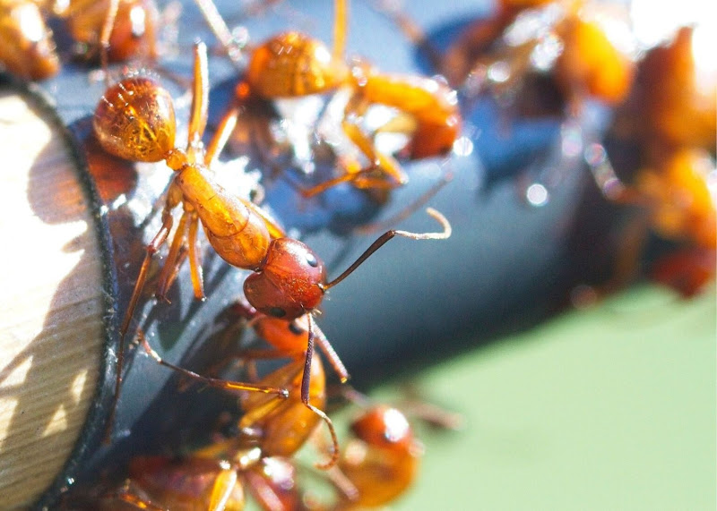 Scenic City Pest Control Solutions
