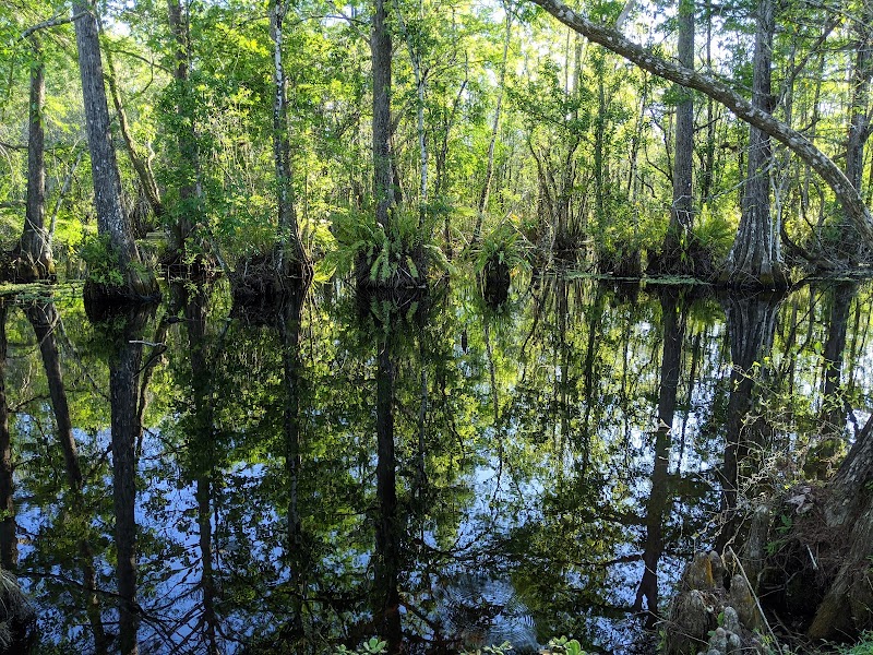 CREW Bird Rookery Swamp Trails photo