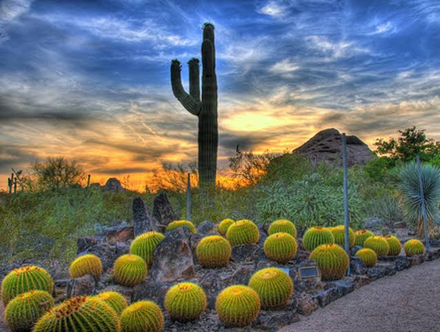 Desert Botanical Garden - Tourist attraction in Phoenix