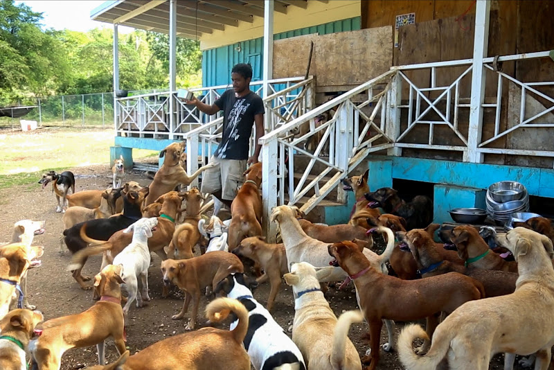 Montego Bay Animal Haven - Animal shelter in Montego Bay