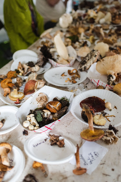 Telluride Mushroom Festival - Festival in Telluride