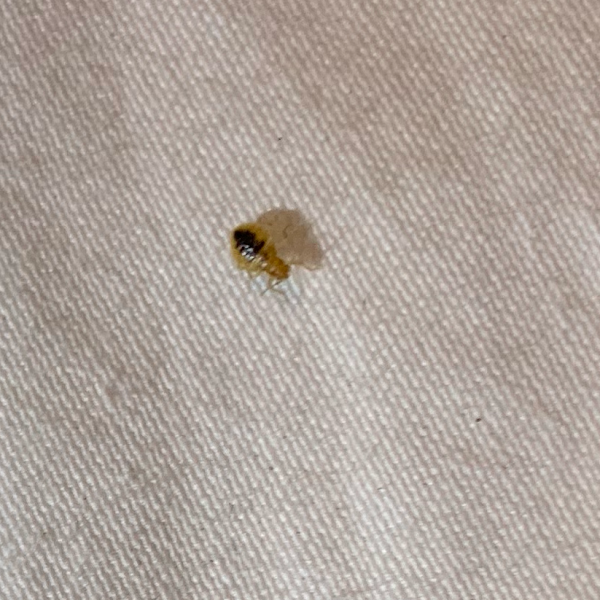 Josh The Bug Guy - Pest Control in Las Vegas