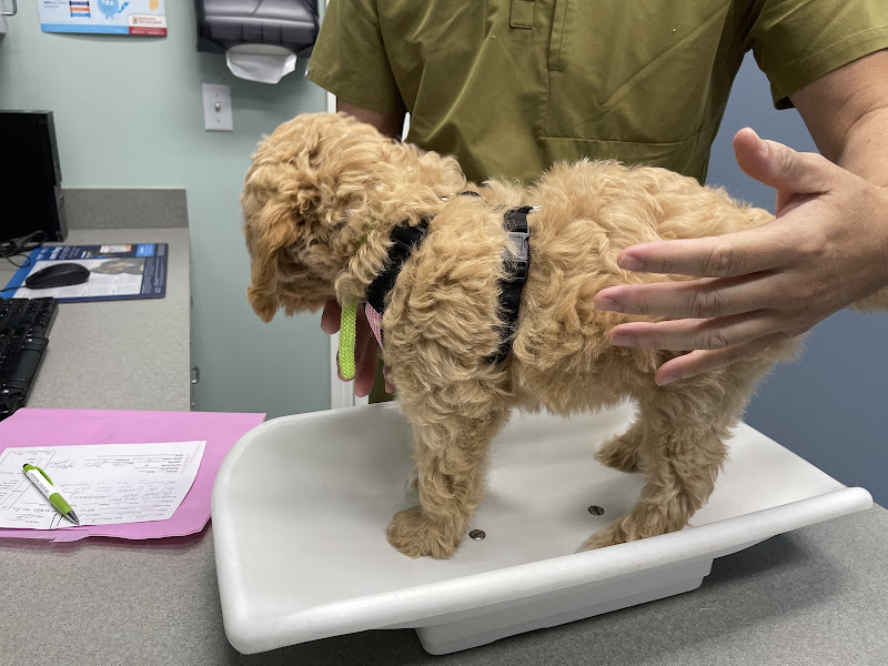 Animal Clinic Of Honolulu