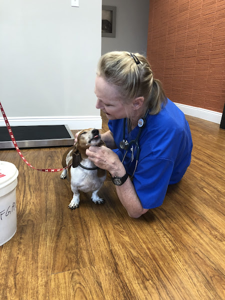 Veterinary Surgery Service Inc