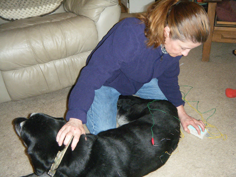 All Paws Compassionate Care