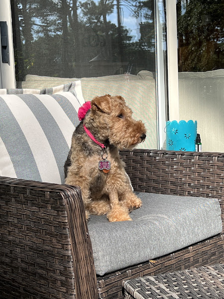 Animal Care Clinic of Hilton Head