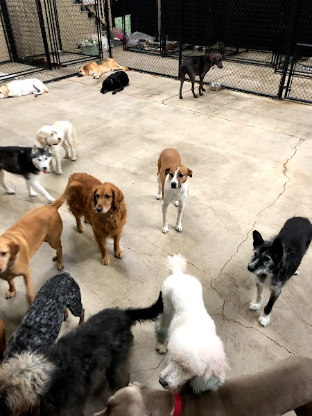 Northwest Pet Resort - Pet boarding service in Coeur d'Alene