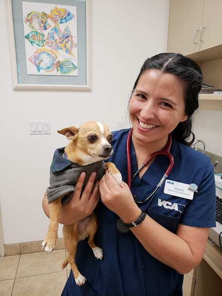 VCA Desert Animal Hospital - Veterinarian in Palm Springs