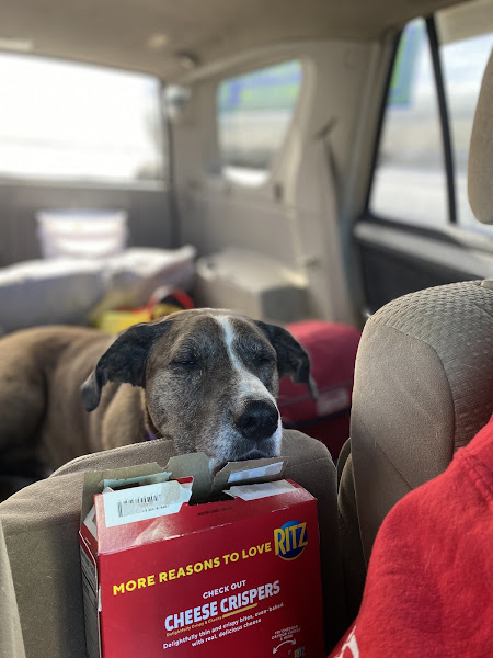 Coastal Animal Hospital of Hatteras Island