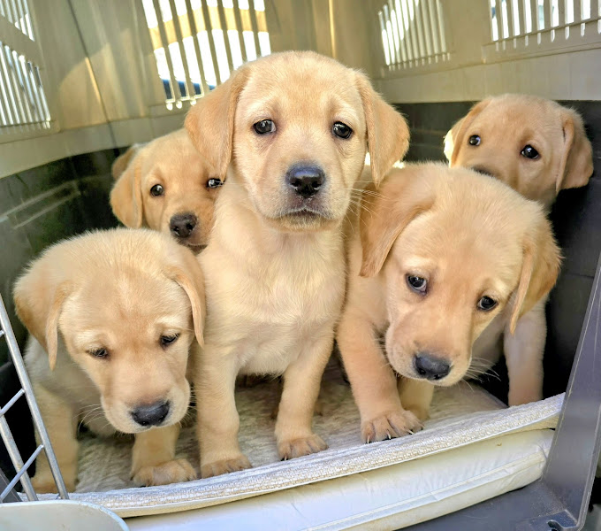 South Portland Veterinary Hospital