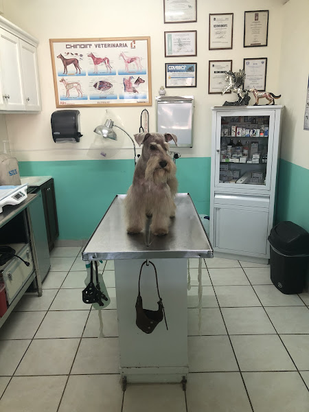 Veterinaria Dogtor - Veterinarian in 4 de Marzo