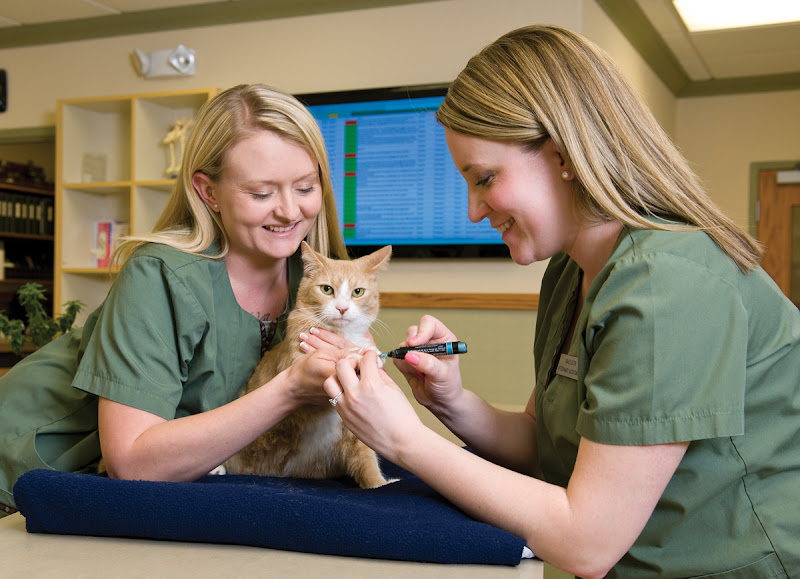 Lakewood Animal Hospital - Veterinarian in Coeur d'Alene