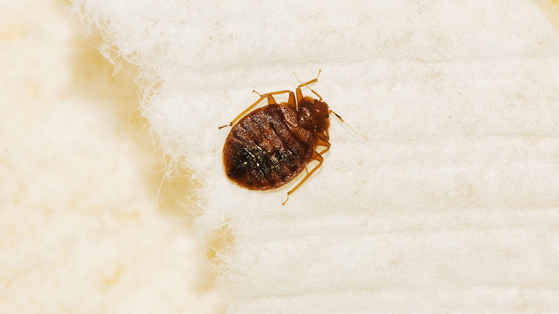 Hi-Tech Pest Services - Pest control service in New Braunfels