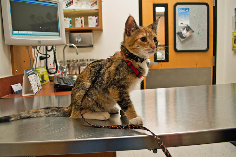 BluePearl Pet Hospital