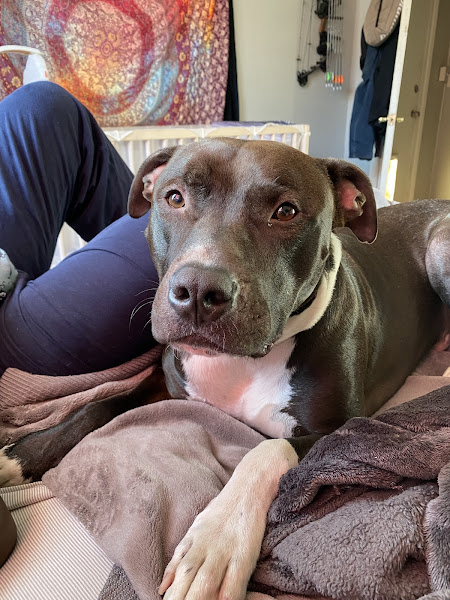 24 Hour Emergency Vet