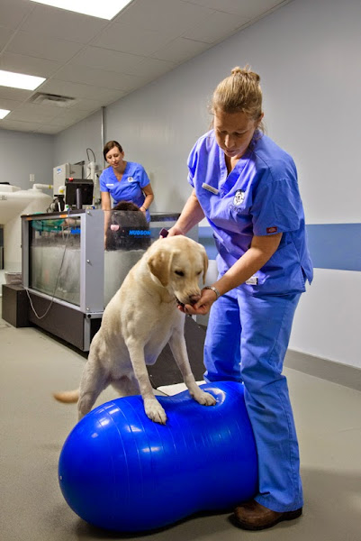 Charleston Veterinary Referral Center (CVRC) - Emergency veterinarian service in Charleston
