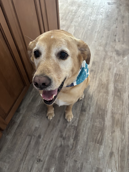 Bayside Hospital for Animals