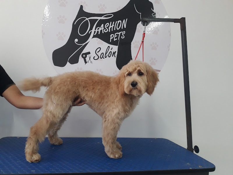 Fashion Pet - Veterinarian in Ignacio Comonfort 139 y