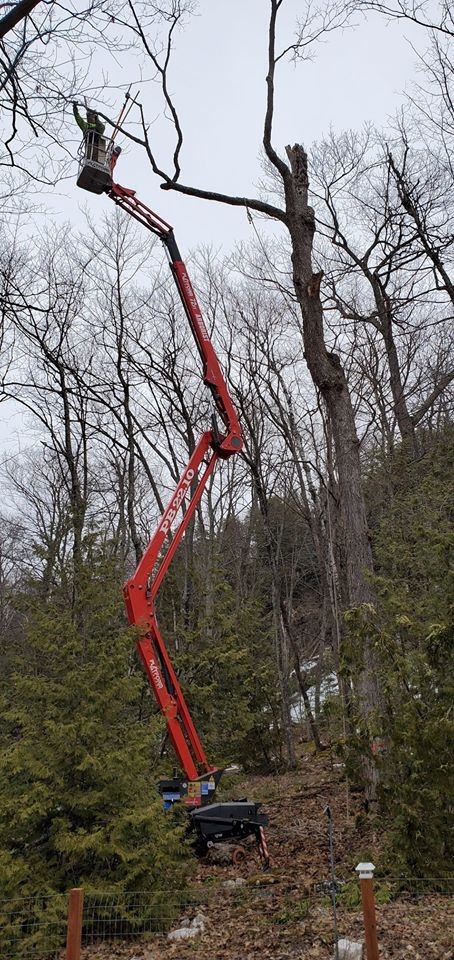 Dave's Tree Services - Tree service in Egg Harbor