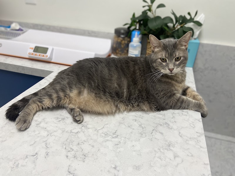 Metro Paws Animal Hospital - Skillman photo