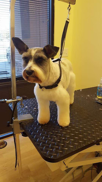 Paradise for Pets Grooming and Boarding LLC