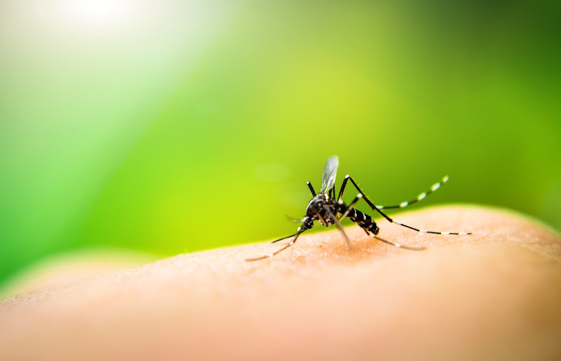 Austin Pest Control