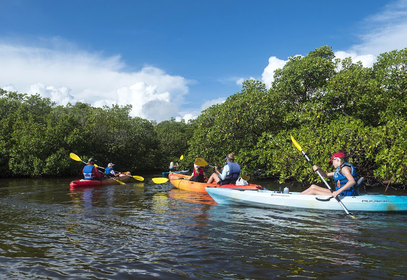 Mangrove Tunnels Kayak Tours