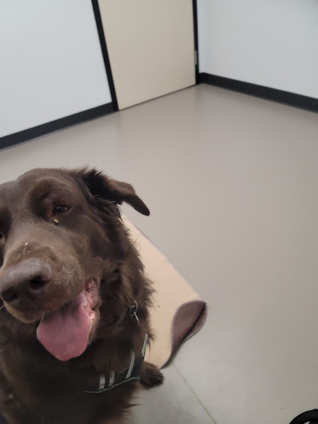 Emergency Vet Hospital of Coeur d'Alene - Emergency veterinarian service in Coeur d'Alene
