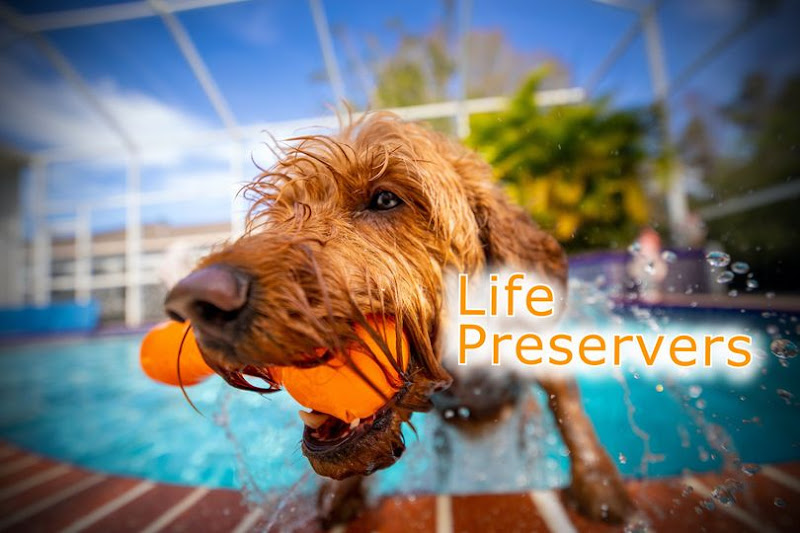 Savannah Veterinary Internal Medicine & Intensive Care