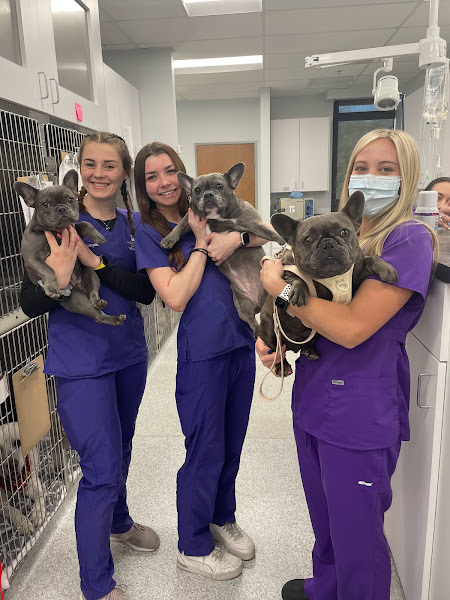 Scottsdale Animal Healthcare