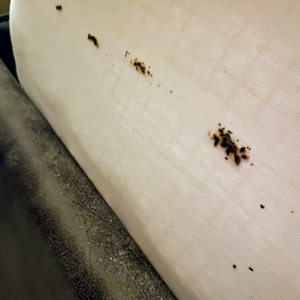 TAYLOR'D Pest Services