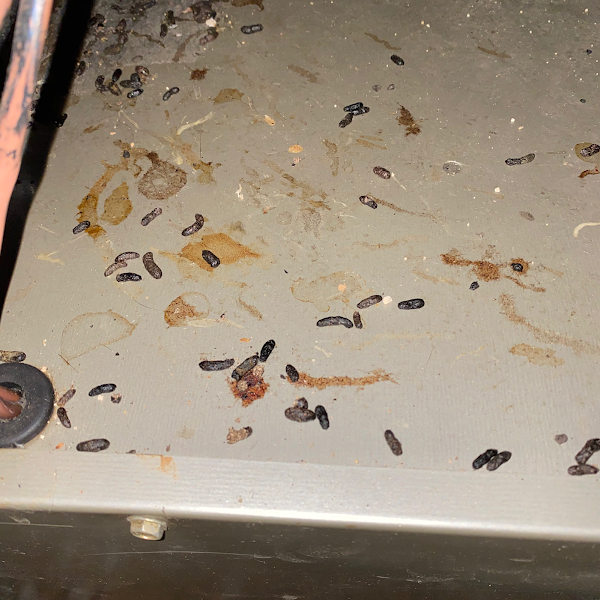 Rodent Removal Atlanta, LLC