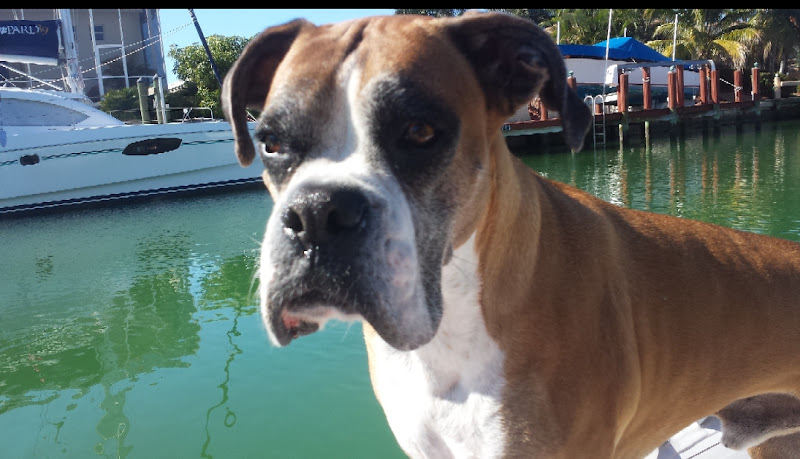 Island Animal Hospital