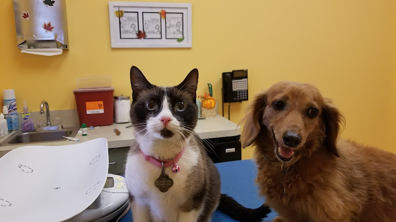 St Pete Beach Veterinary Clinic - Animal hospital in St Pete Beach