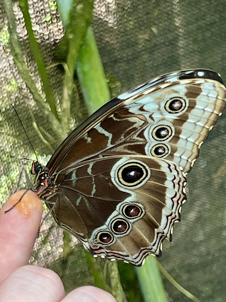 La Fortuna Butterfly Garden - Zoo in Alajuela Province