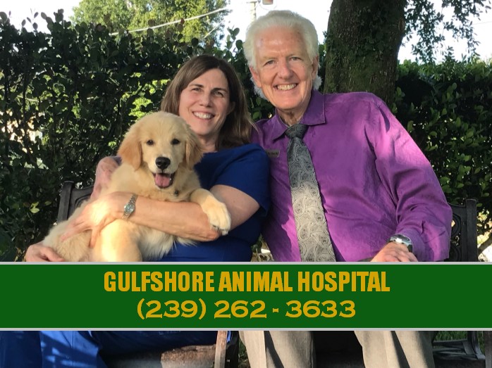 Gulfshore Animal Hospital