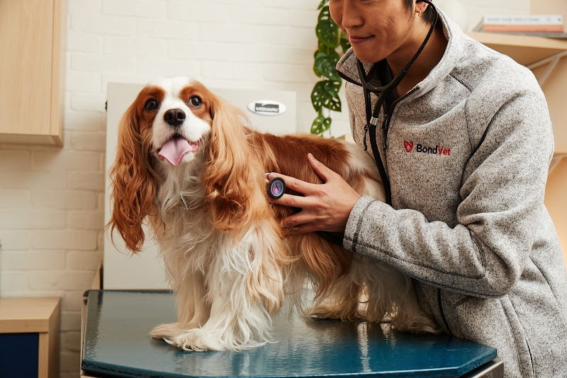 Bond Vet - Gold Coast - Veterinarian in Chicago